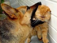 arme katze