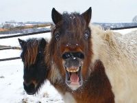 Pferd guckt erschrocken