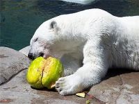 Vegetarischer Eisbär