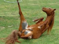 Sportliches Pferd