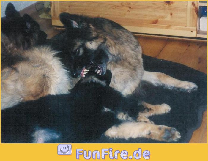 "Kampf"Hunde