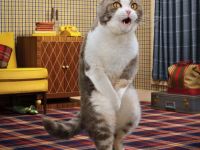 ich muss mal-Katze