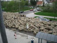 Schaf-Spaziergang