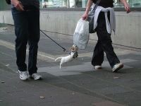 Hund greift Tüte an
