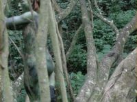 gut getarnt im Wald