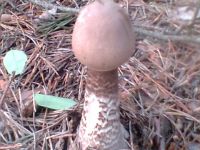 Penis Pilz