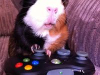 Meerschweinchen beim spielen