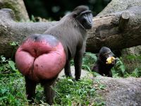 Dicker Affenpo