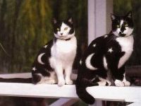 Katzenmuster