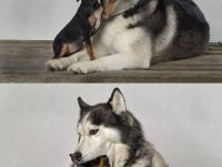 Spielende Hunde