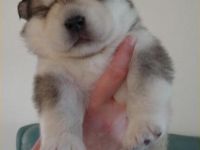 Lustiges Hundchen