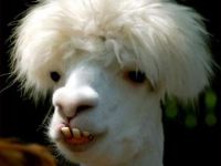 Merkwürdiges Lama