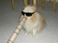 Elefantenhund