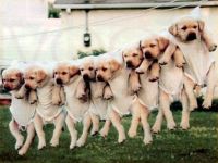 Aufgehängte Hunde