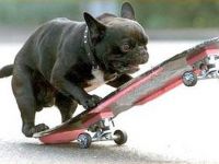 Scaterdogge