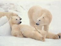Eisbär mit Ständer