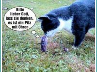 Ich bin ein Pilz