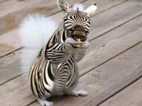 Zebrahörnchen