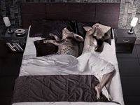Schwein  in  Bett